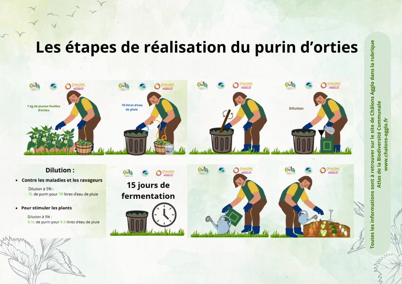 Purin d'orties et Association de plantes