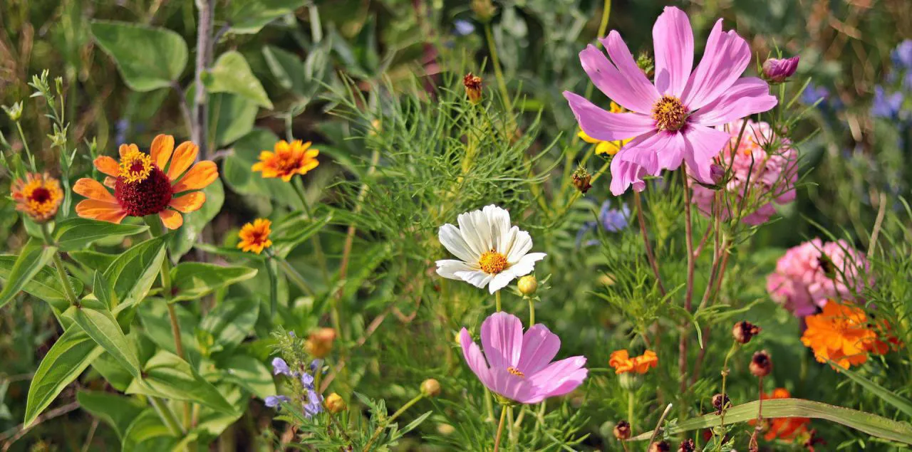 Zéro phyto pour protéger notre environnement