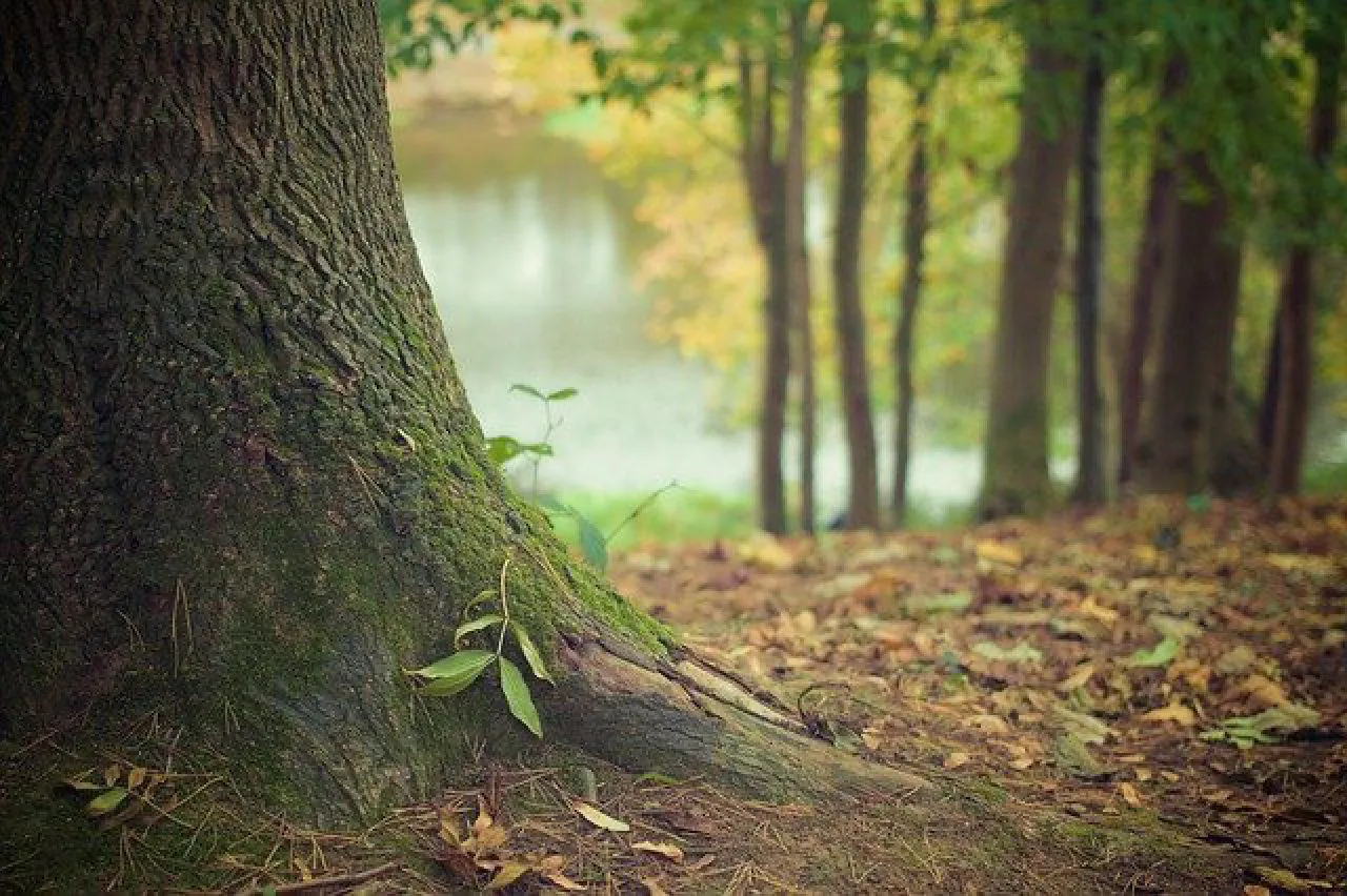 Arbres plantés