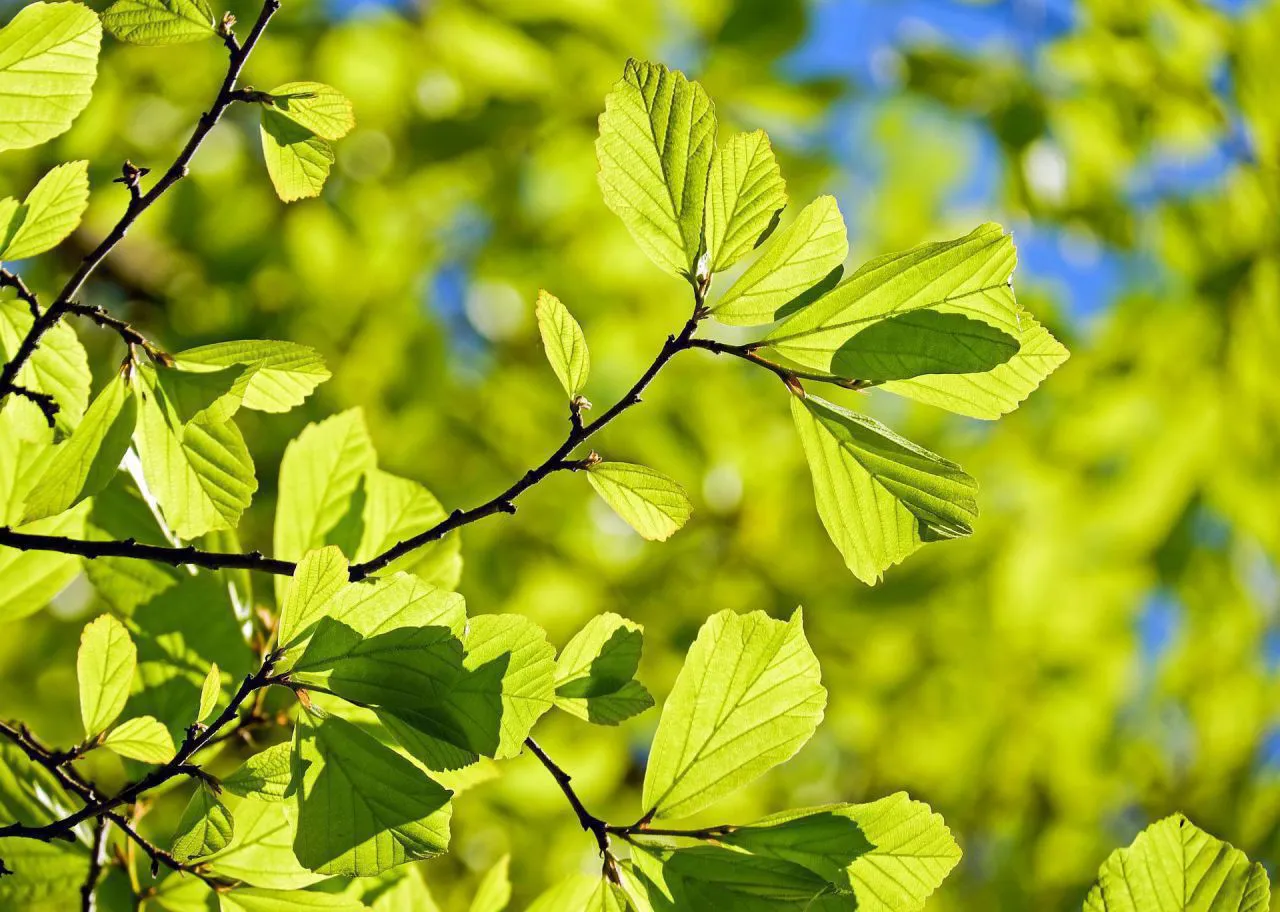 Le 10 000ème arbre planté de Châlons